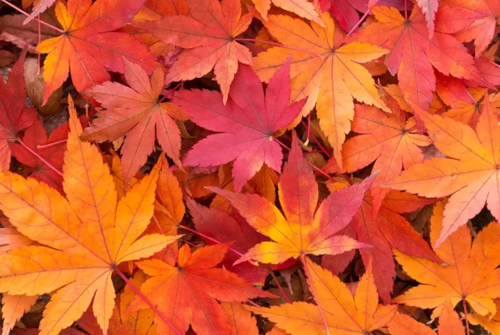 【まちあるき】秋の松本城にいちばん近い山城の旅🍂【お申込受付中】